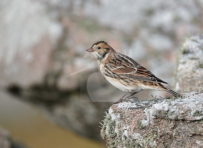 Autumn male Lapland Bunting perched on a rock on an island in Scotland during fall migration. stock-image by Agami/Michael McKee,