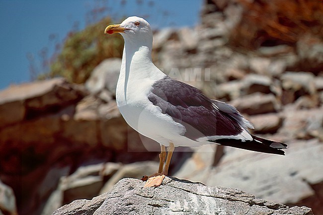 Adult
Imperial Co., CA
July 1996 stock-image by Agami/Brian E Small,