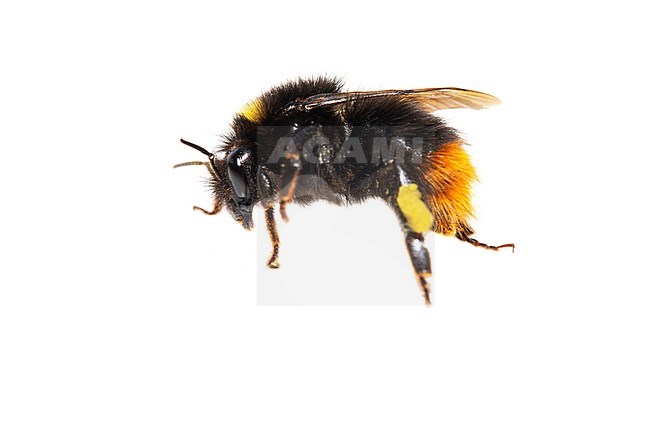 Early Bumblebee, Bombus pratorum stock-image by Agami/Wil Leurs,