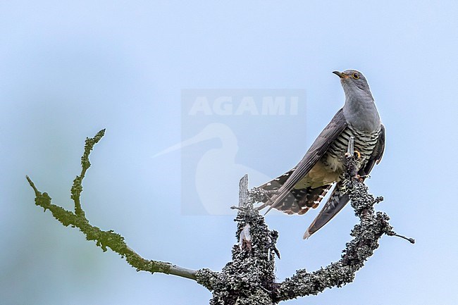 Male Oriental Cuckoo singing high in pine tree over the Ural Ridge, Ural Mountain, near Severouralsk. June 2016. stock-image by Agami/Vincent Legrand,