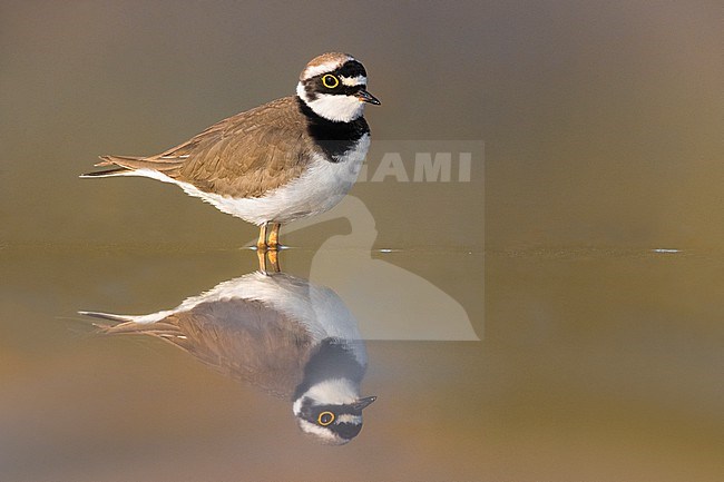 Adult Little Ringed Plover, Charadrius dubius, during spring in Italy. stock-image by Agami/Daniele Occhiato,