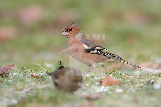 Vink zittend in bos; Common Chaffinch male perched in forest stock-image by Agami/Reint Jakob Schut,