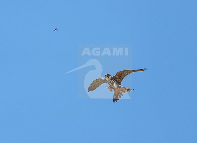 Hunting Adult Eurasian Hobby (Falco subbuteo) banking and flying against a blue sky showing underside and wings fully spread is close to catchting a Dragonfly in mid-air with its strechted tallons and claws. stock-image by Agami/Ran Schols,