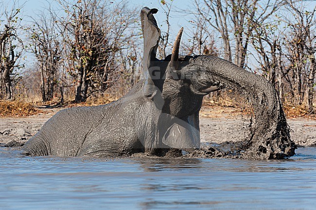 An African elephant, Loxodonta africana, mudding at a waterhole. Okavango Delta, Botswana. stock-image by Agami/Sergio Pitamitz,