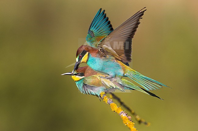 European Bee-eater, Merops apiaster, in Italy. Maiting pair of bee-eaters. stock-image by Agami/Daniele Occhiato,
