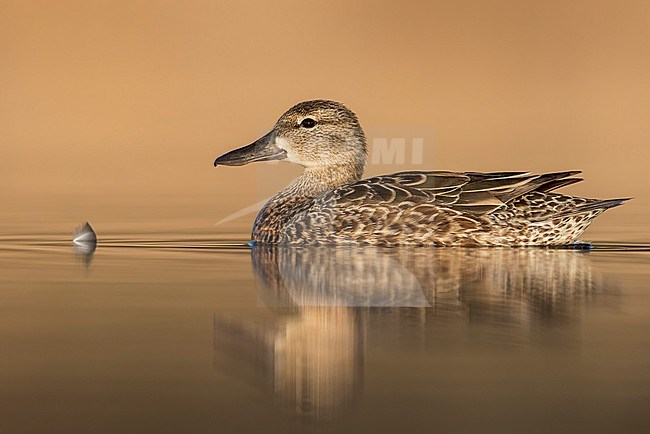 Blue-winged Teal (Anas discors) swimming in a pond in Manitoba, Canada. stock-image by Agami/Glenn Bartley,