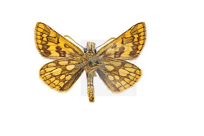 Chequered Skipper, Carterocephalus palaemon stock-image by Agami/Wil Leurs,
