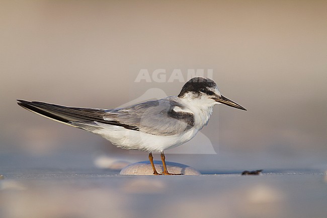 Presumed Saunder's Tern - Orientseeschwalbe - Sternula saundersi, Oman stock-image by Agami/Ralph Martin,
