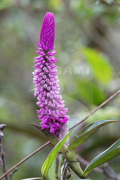 Elleanthus purpureus at ProAves Tangaras Reserve, El Carmen de Atrato, Choco, Colombia.  This flower is an orchid. It is not possible to be 100% certain about the species, I am told by experts, from just this photo. One of the individual flowers must be dissected. But the rich purple color does indicate Elleanthus purpureus. stock-image by Agami/Tom Friedel,
