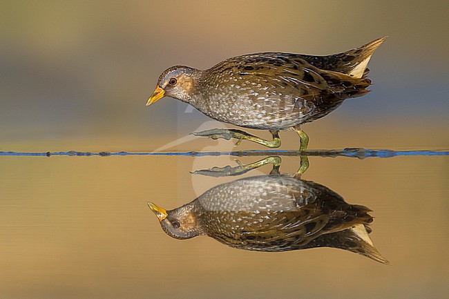 Spotted Crake, Porzana porzana, in wetland in Italy. stock-image by Agami/Daniele Occhiato,