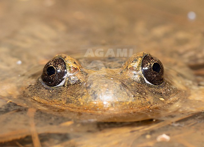  stock-image by Agami/Nicolas Bastide,