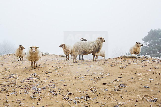 Drenthe Heath Sheep on the Drents-Friese Wold stock-image by Agami/Wil Leurs,