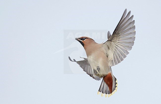 Pestvogel in vlucht, Bohemian Waxwing in flight stock-image by Agami/Markus Varesvuo,