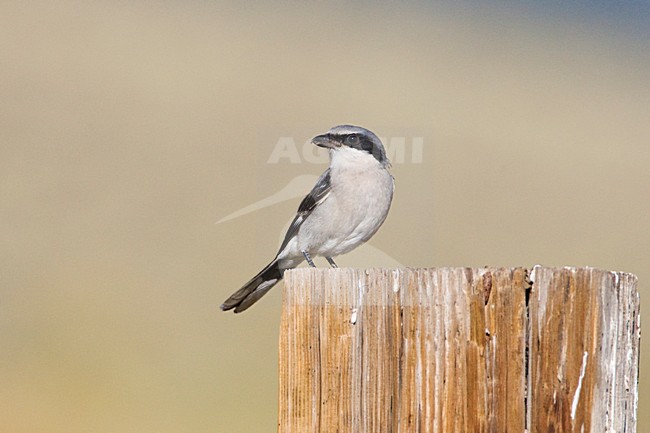 Amerikaanse Klapekster zittend op paal; Loggerhead Shrike perched on a pole stock-image by Agami/Marc Guyt,