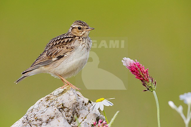 Wooodlark (Lullula arborea), side view of an adult standing on a rock, Campania, Italy stock-image by Agami/Saverio Gatto,