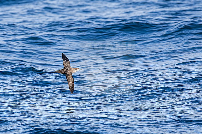  stock-image by Agami/Menno van Duijn,