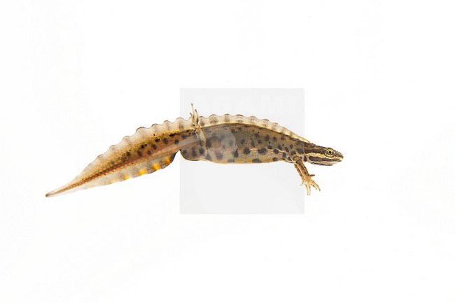 Smooth Newt, Lissotriton vulgaris stock-image by Agami/Theo Douma,