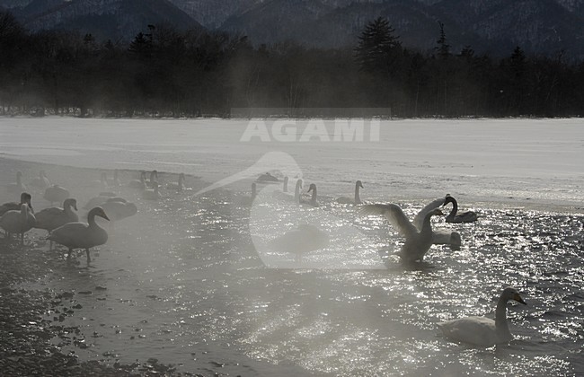 Whooper Swan in fog on lake; Wilde zwaan in mist op meer stock-image by Agami/Hans Germeraad,