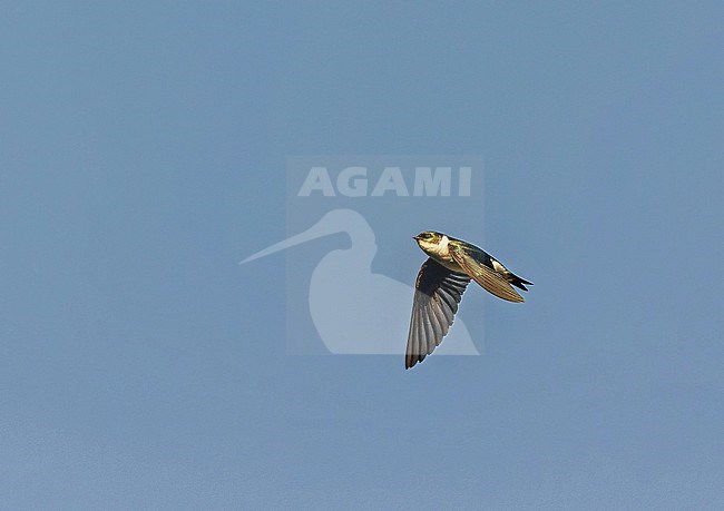 Golden Swallow (Tachycineta euchrysea) in the Dominican Republic. Endemic to the Caribbean island of Hispaniola. stock-image by Agami/Pete Morris,