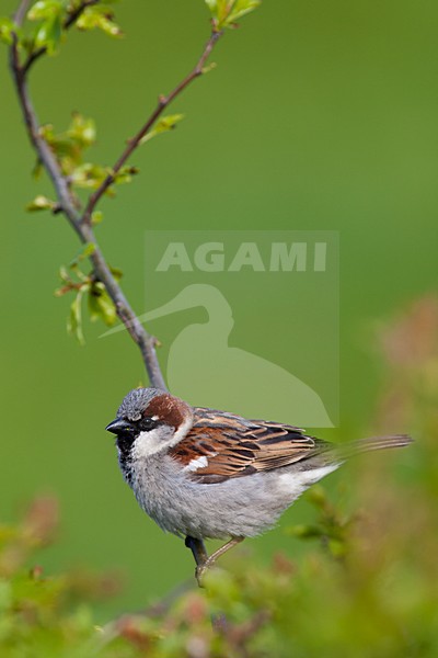 Mannetje Huismus; Male House Sparrow stock-image by Agami/Arnold Meijer,