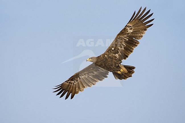  stock-image by Agami/Daniele Occhiato,