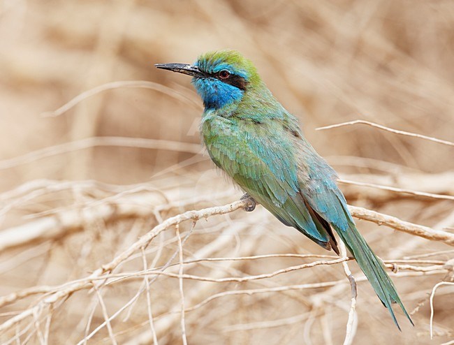 Kleine Groene Bijeneter in zit; Green Bee-eater perched stock-image by Agami/Markus Varesvuo,
