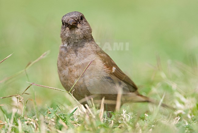 Mozambique-mus, Southern Grey-headed Sparrow, Passer diffusus stock-image by Agami/Marc Guyt,