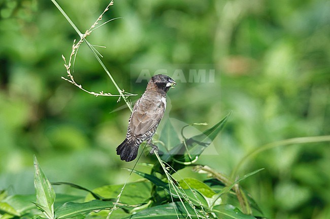 Bronze Mannikin (Spermestes cucullata) taken the 26/10/2024 at Principe. stock-image by Agami/Nicolas Bastide,