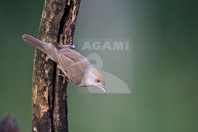 Vrouwtje Zwartkop zittend tegen tak; Female Blackcap perched against branch stock-image by Agami/Marc Guyt,