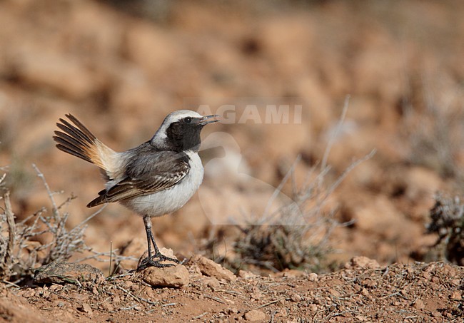 Mannetje Roodstuittapuit; Male Red-rumped Wheatear stock-image by Agami/Markus Varesvuo,