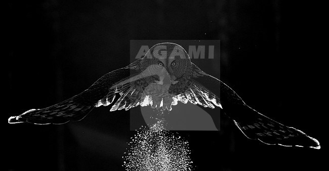 Great Grey Owl (Strix nebulosa) Kuusamo Finland March 2015 stock-image by Agami/Markus Varesvuo,