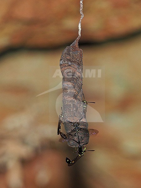Black hover wasp, Parischnogaster alternata, Thailand, nest building stock-image by Agami/James Eaton,