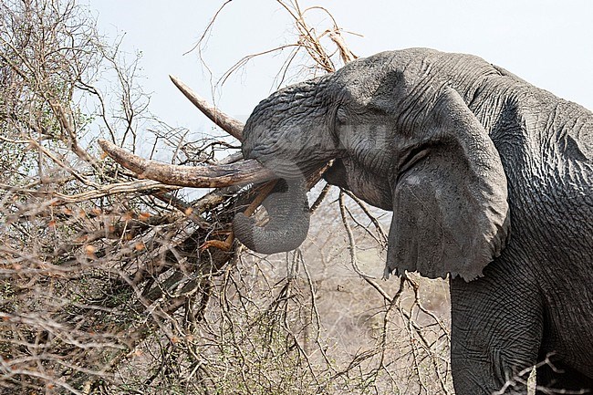 African Elephant (Loxodonta africana) bull lifting tree at Kruger National Park in summer stock-image by Agami/Caroline Piek,