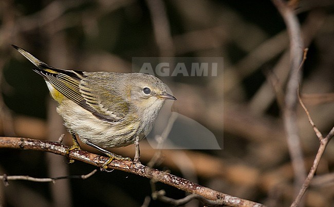 Cape May Warbler (Setophaga tigrina) perched in tree, seen from the side, in New York, USA, during fall migration. stock-image by Agami/Ian Davies,