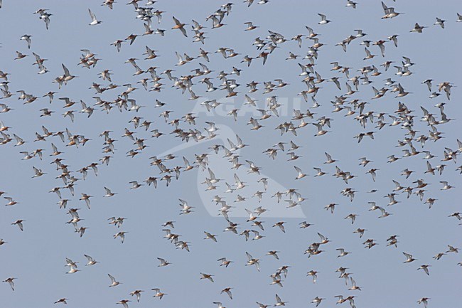 Grote groep Aziatische Grijze Snippen in vlucht; Big flock of Asian Dowitchersin flight stock-image by Agami/Ran Schols,