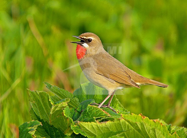 Roodkeelnachtegaal man zittend; Siberian Rubythroat male perched stock-image by Agami/Pete Morris,