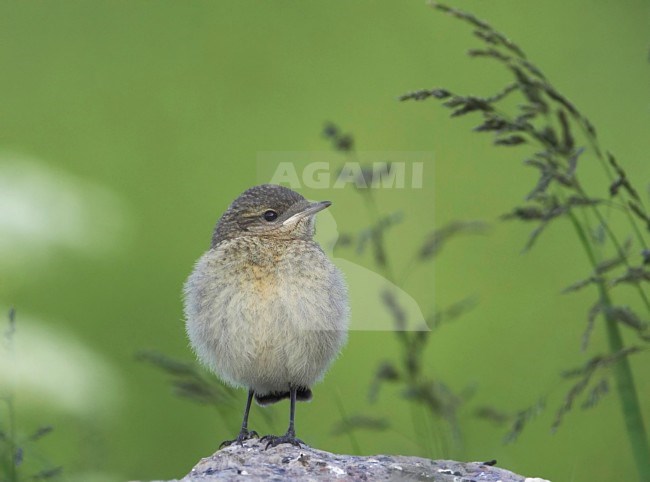 Tapuit, Northern Wheatear, Oenanthe oenanthe stock-image by Agami/Tomi Muukkonen,