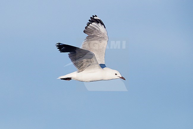 Hartlaub's Gull (Chroicocephalus hartlaubii), side view of an adult in flight, Western Cape, South Africa stock-image by Agami/Saverio Gatto,