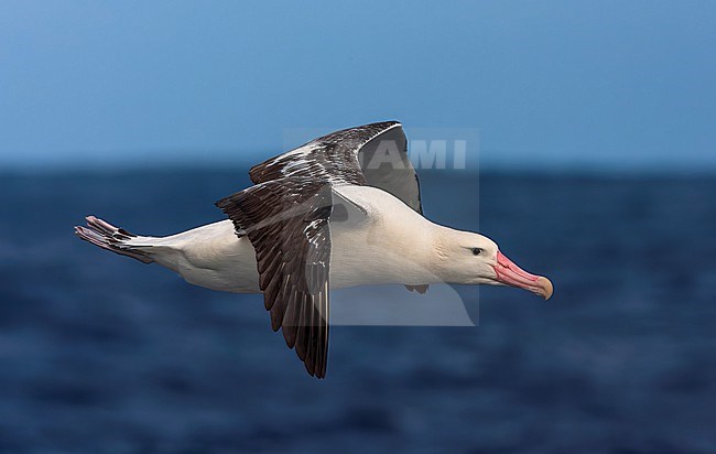 Adult Tristan Albatross, Diomedea dabbenena, at sea off Gough in the southern Atlantic Ocean. stock-image by Agami/Marc Guyt,