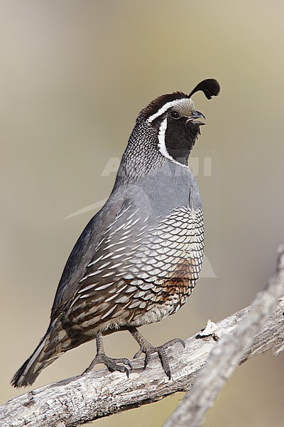 Zingend mannetje Californische Kuifkwartel, Male California Quail calling stock-image by Agami/Brian E Small,