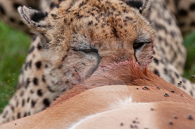 A cheetah, Acinonyx jubatus, feeding on an impala, Aepyceros melampus. Masai Mara National Reserve, Kenya. stock-image by Agami/Sergio Pitamitz,