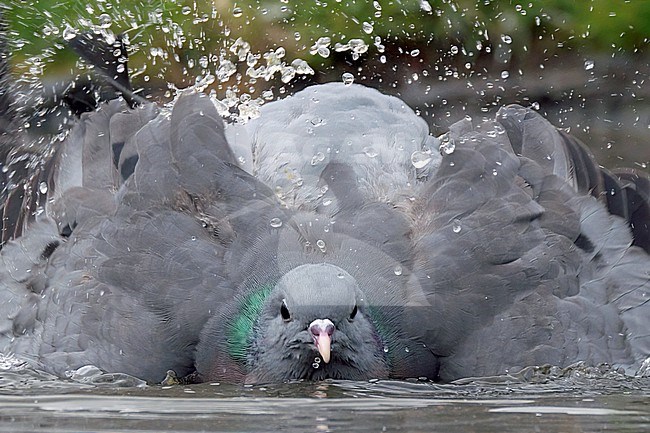 Stock Dove, Columba oenas. Close-up while taking a bath. stock-image by Agami/Hans Germeraad,