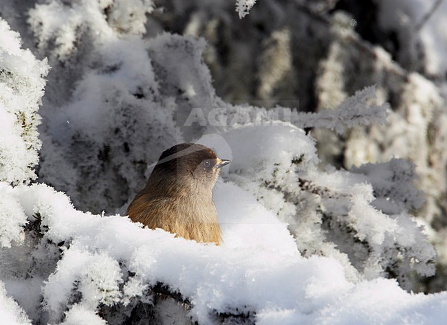 Taigagaai in de winter; Siberian Jay in winter stock-image by Agami/Markus Varesvuo,
