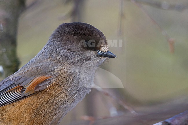 Adult Siberian Jay (Perisoreus infaustus ssp. infaustus) in taiga forest of north Norway. Closeup of a head. stock-image by Agami/Ralph Martin,