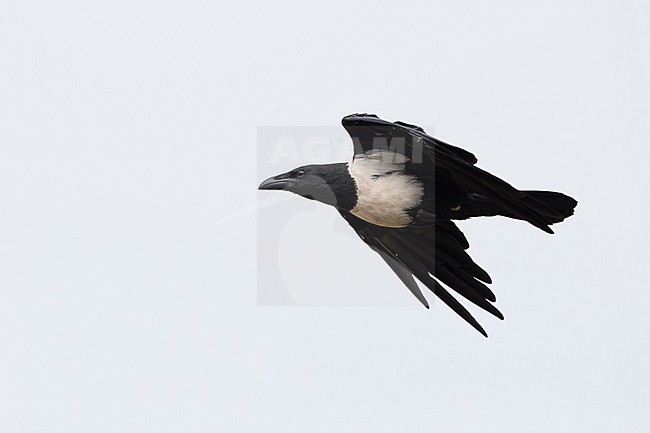 adult Pied Crow (Corvus albus)  in flight, found at Kisoro in Uganda stock-image by Agami/Mathias Putze,