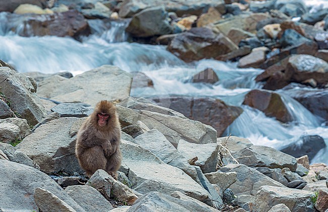 Japanese Macaque (Macaca fuscata), also know as Snow Monkey, in the hotspring at Jigokudani Monkey Park in Nagano Prefecture, Japan. stock-image by Agami/Jari Peltomäki,