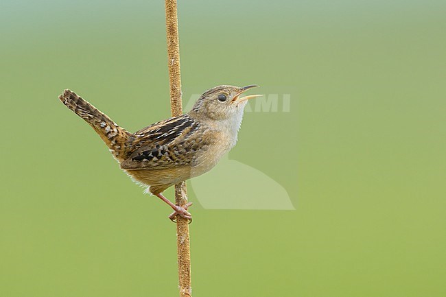 Adult
Kidder Co., ND
June 2020 stock-image by Agami/Brian E Small,