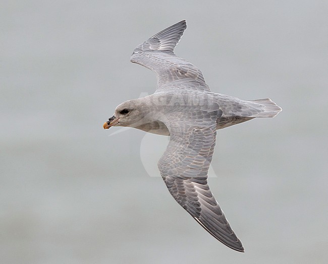 Northern Fulmar (Fulmarus glacialis) in flight, seen from above. stock-image by Agami/Arie Ouwerkerk,