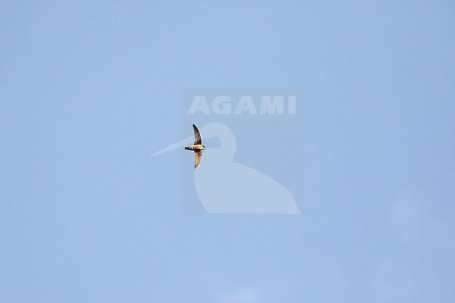 Ameline Swiftlet (Aerodramus amelis palawanensis) on Palawan island, in the Philippines. stock-image by Agami/Pete Morris,