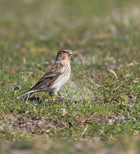 Adult British Twite (Carduelis flavirostris pipilans) during spring in Scotland. stock-image by Agami/Pete Morris,